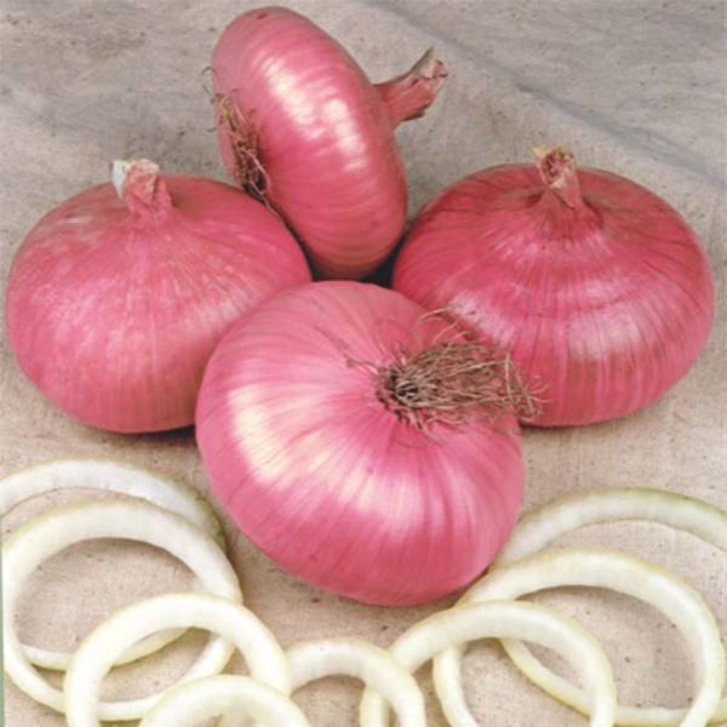 Punasipuli Lilia Red Créole