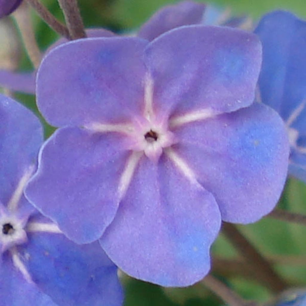 Turkinkaihonkukka Cherry Ingram