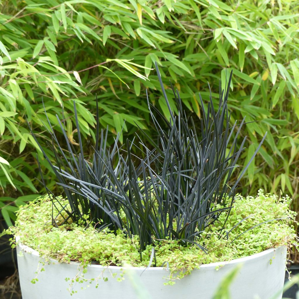 Käärmeenparta Hosoba Kokuryu