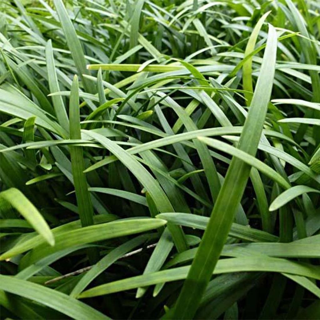 Käärmeenparta - Ophiopogon planiscapus