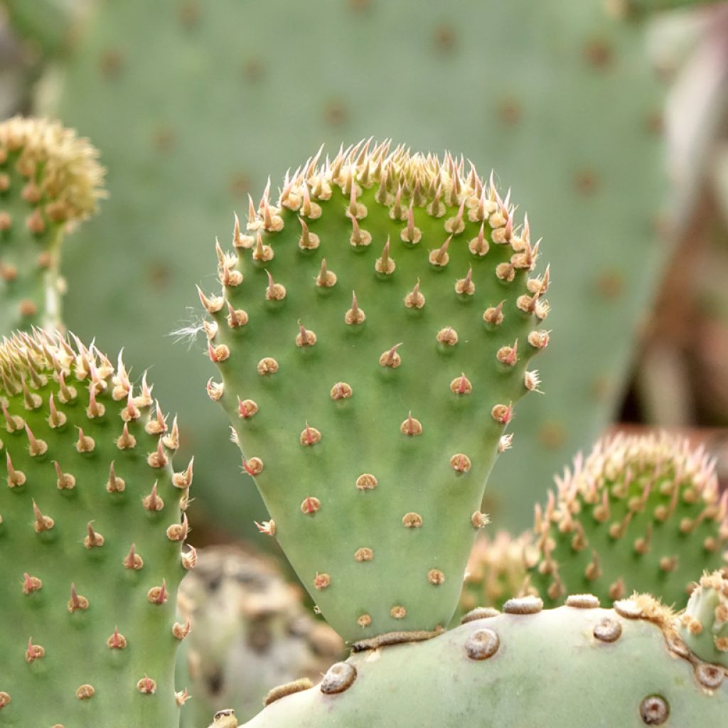 Opuntia basilaris