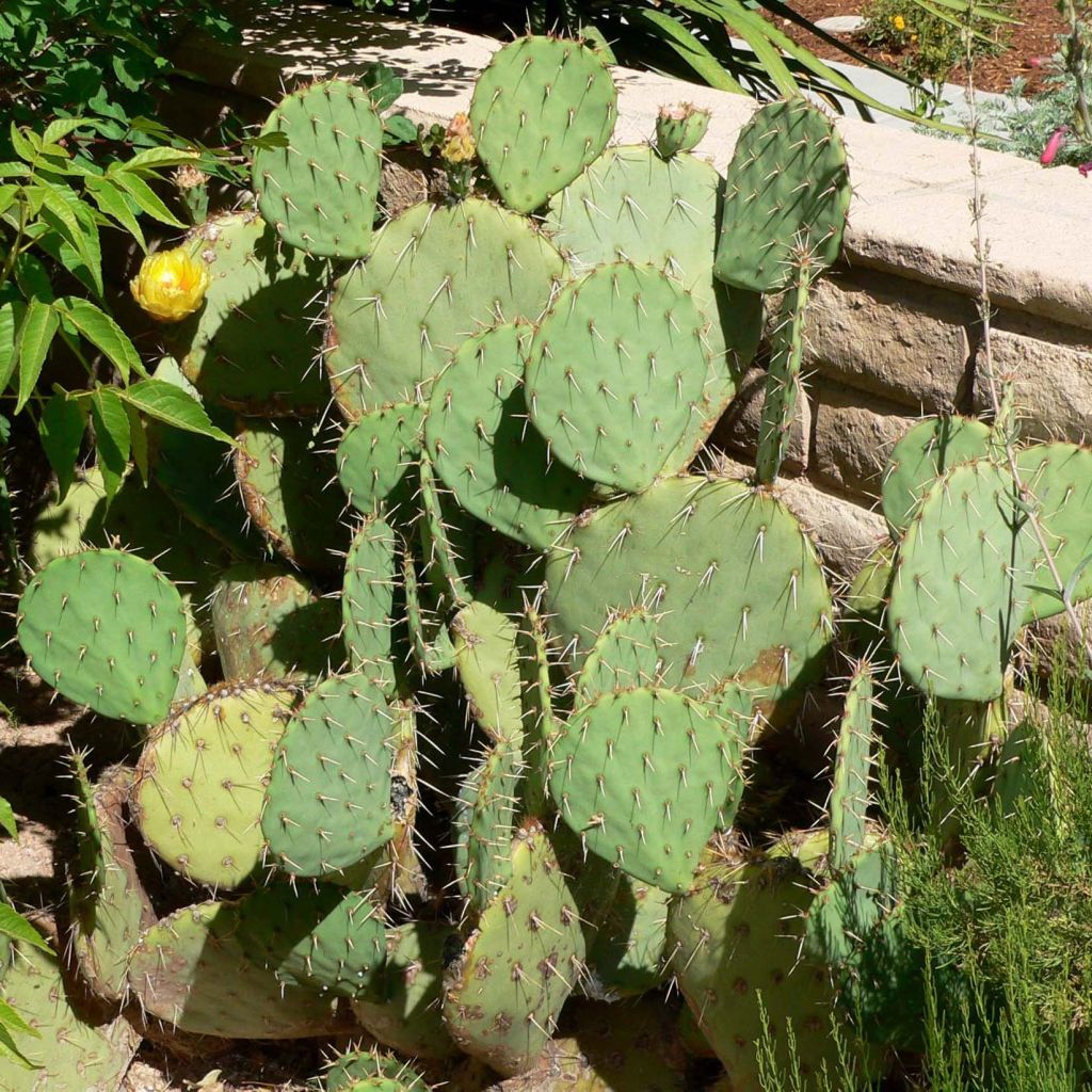 Luumuopuntia - Opuntia engelmannii