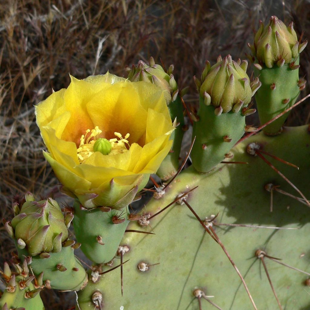 Luumuopuntia - Opuntia engelmannii