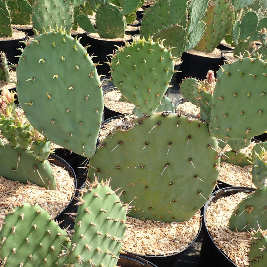 Luumuopuntia Belen