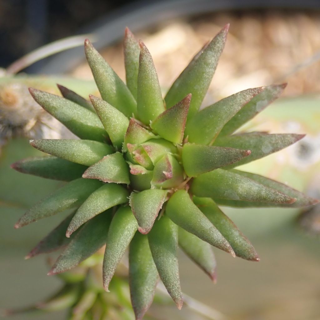 Luumuopuntia Belen