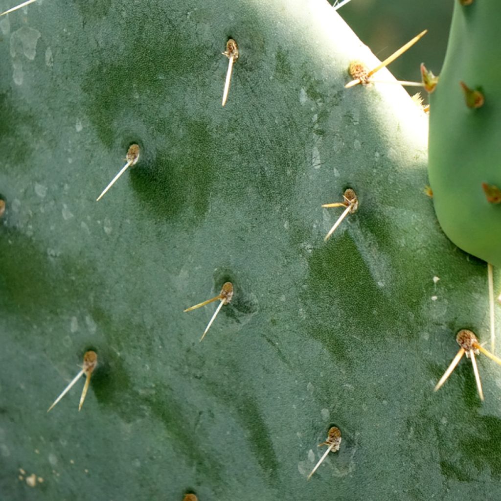 Luumuopuntia - Opuntia engelmannii