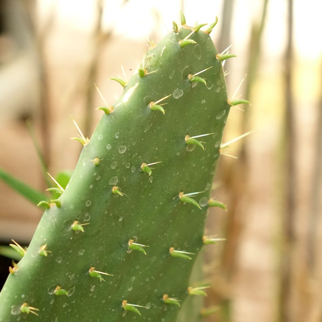 Opuntia engelmannii var.indheimeri