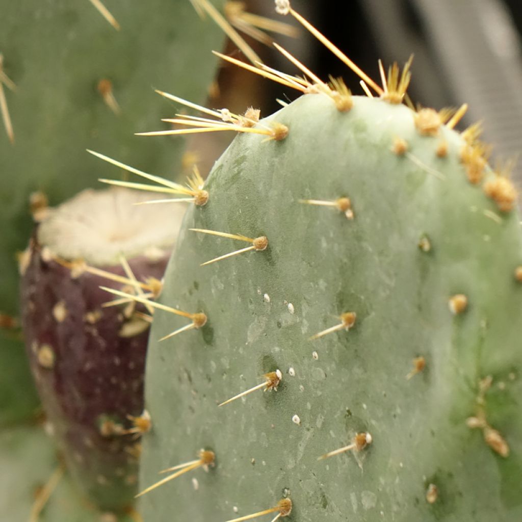 Opuntia engelmannii var. rastrera