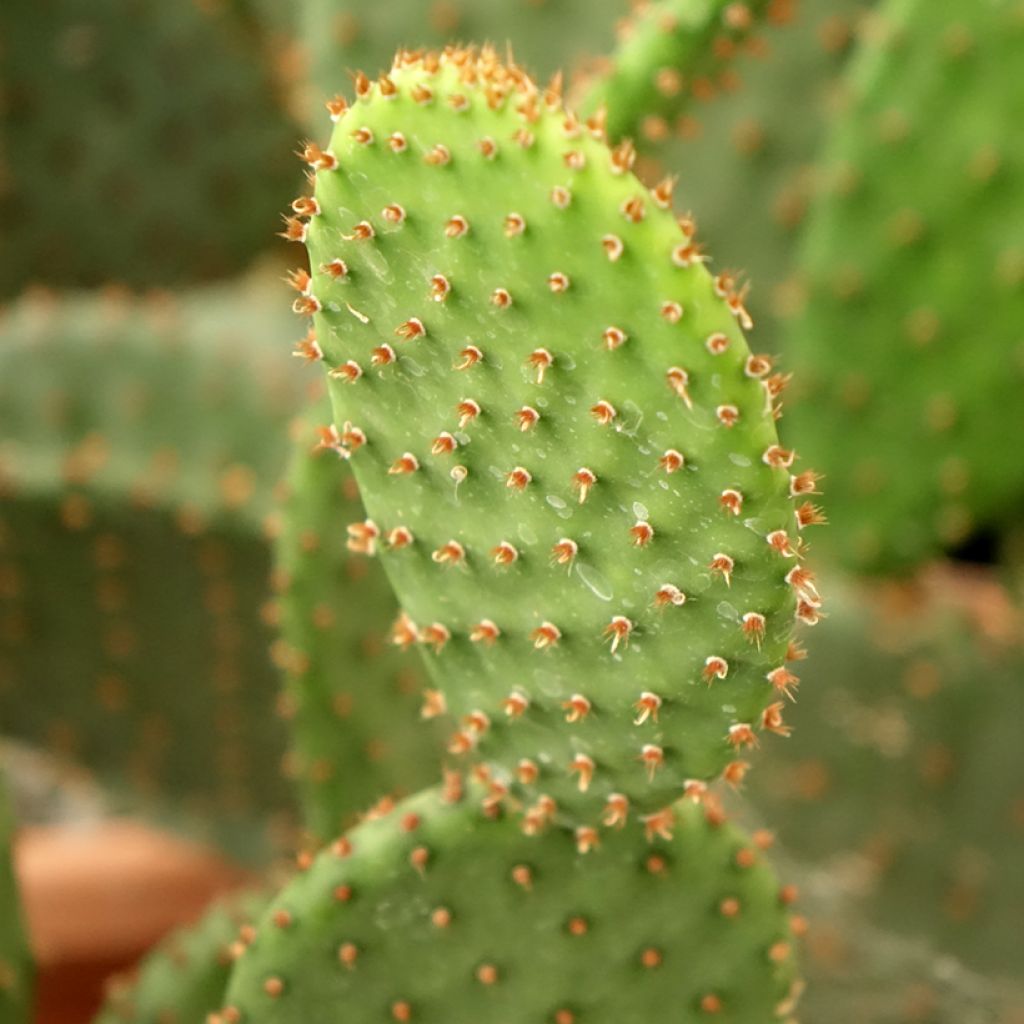 Opuntia lubrica
