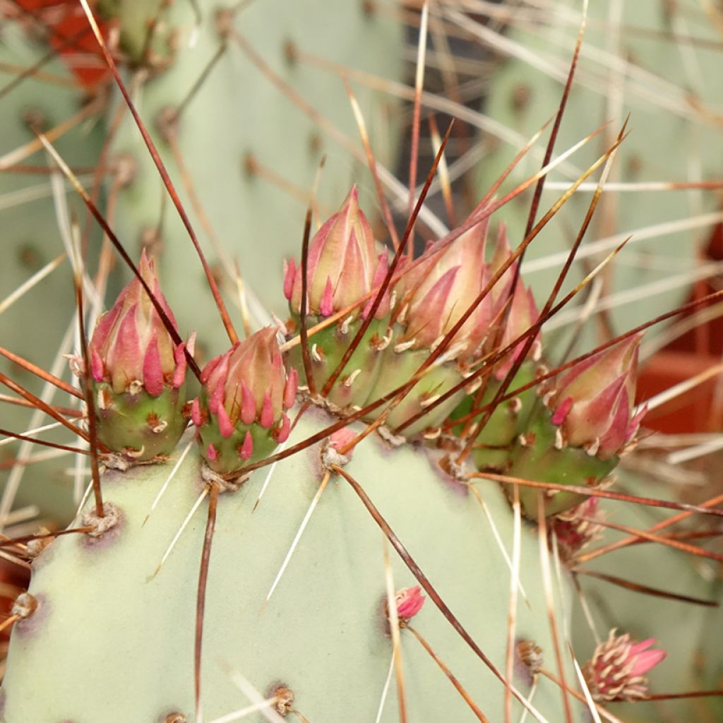 Purppuraopuntia - Opuntia macrocentra