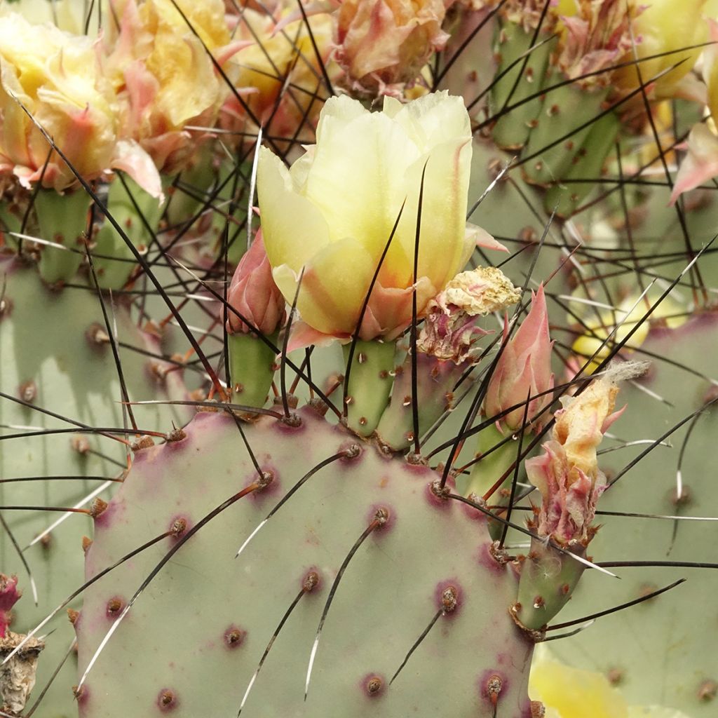 Opuntia macrocentra Epines noires