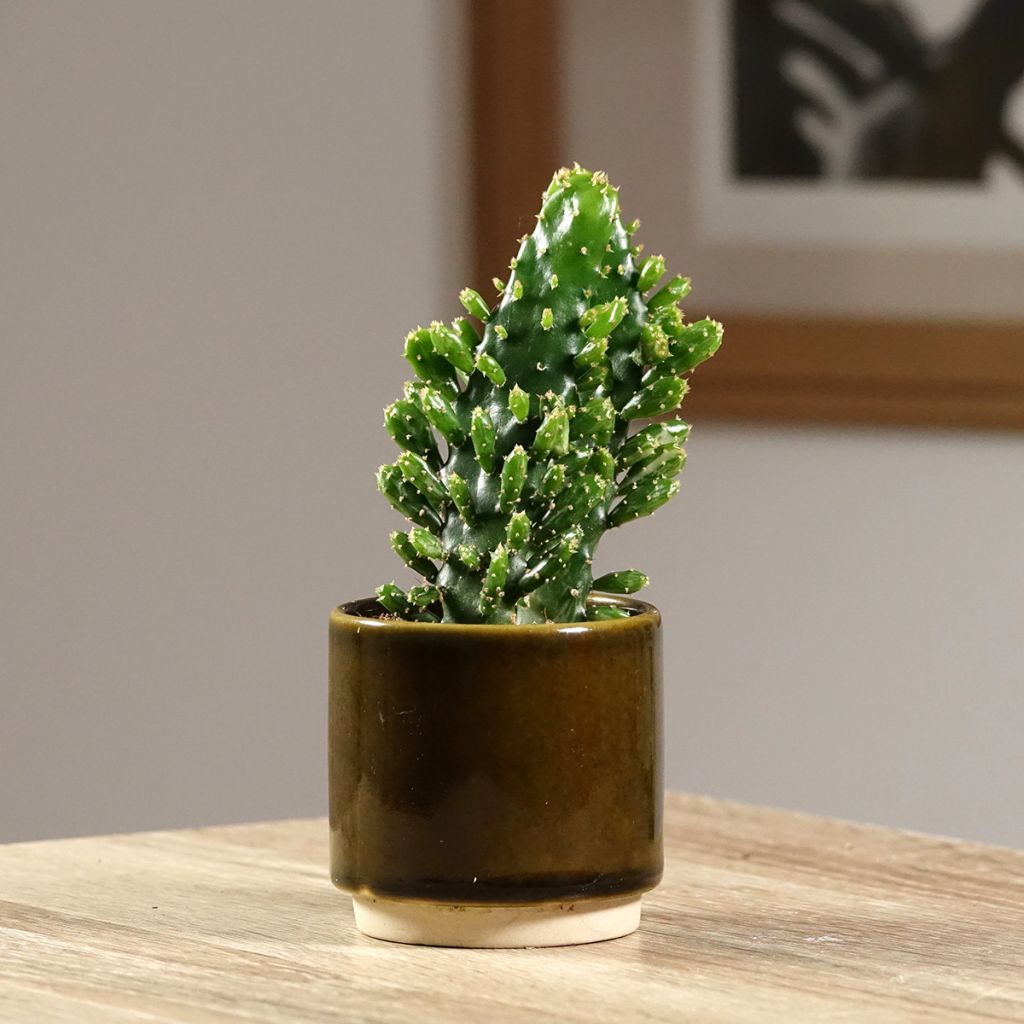 Kiilto-opuntia - Opuntia monacantha