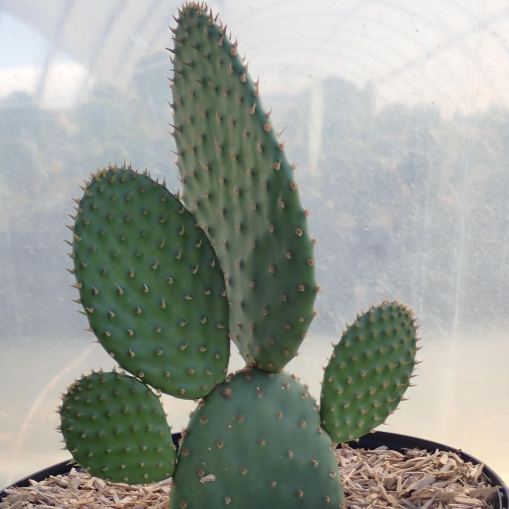 Rusko-opuntia - Opuntia rufida