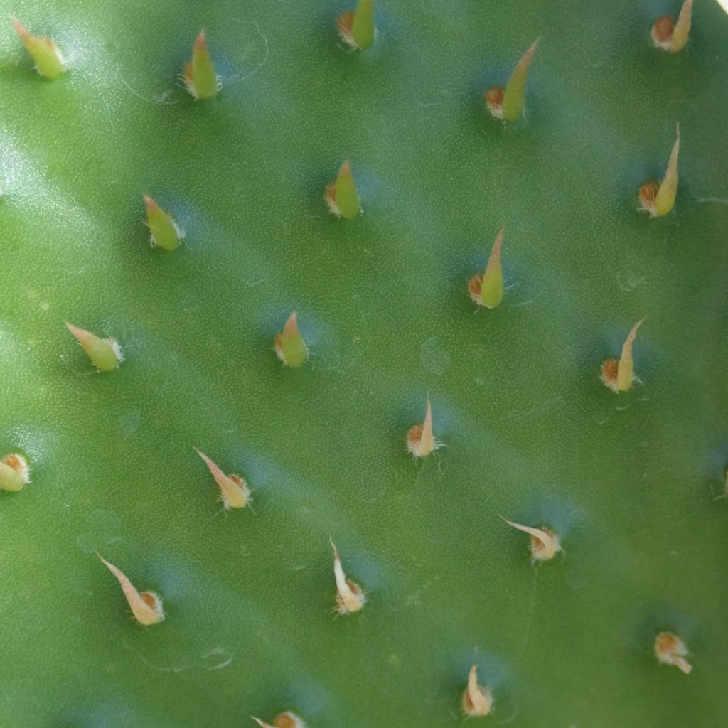 Rusko-opuntia - Opuntia rufida