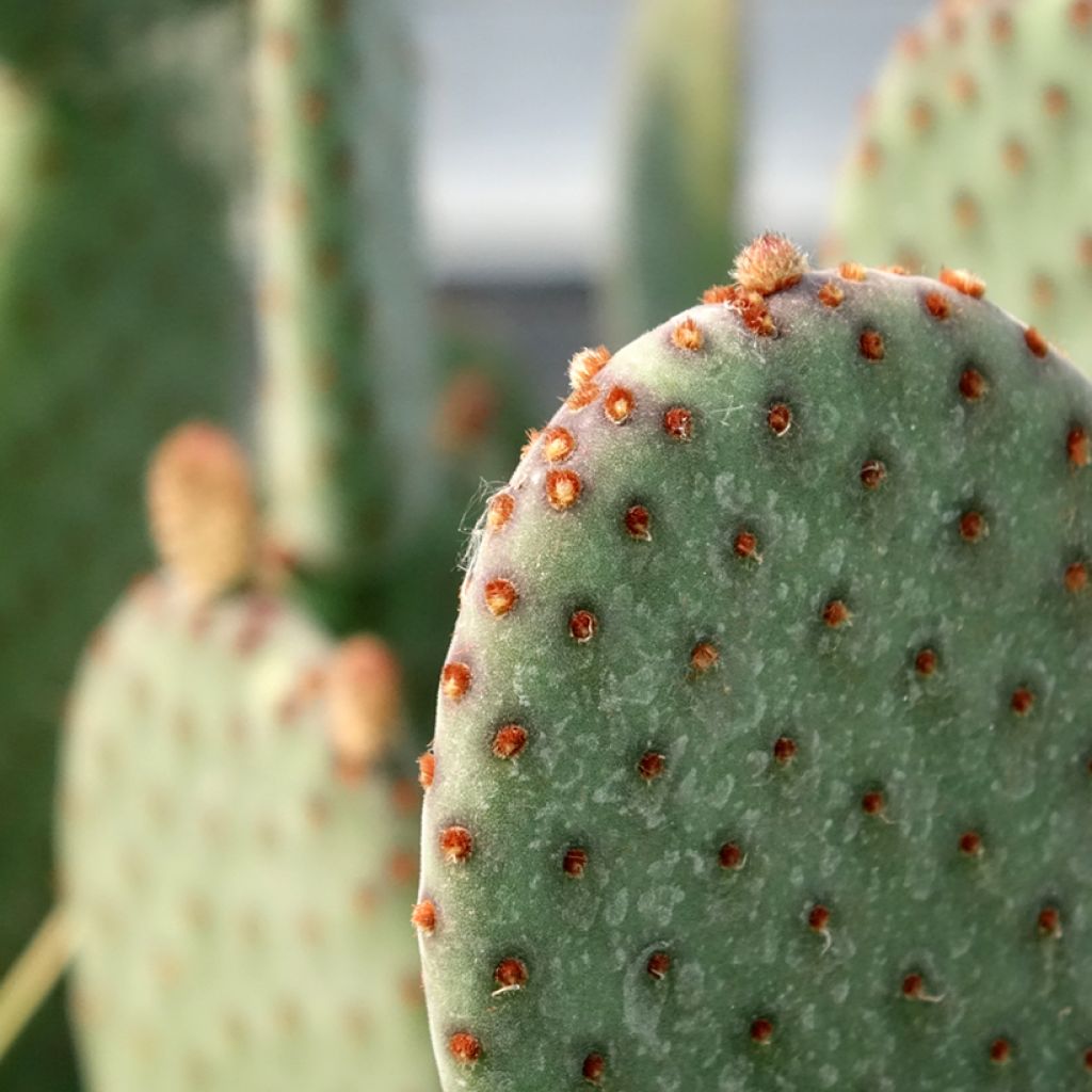 Rusko-opuntia - Opuntia rufida