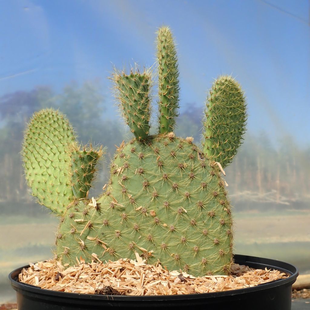 Tähtiopuntia - Opuntia scheeri