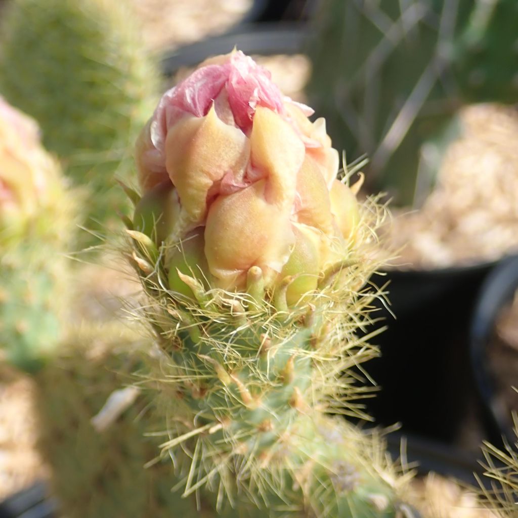 Tähtiopuntia - Opuntia scheeri