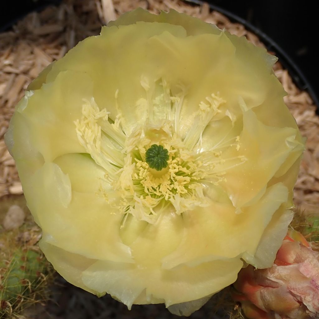 Tähtiopuntia - Opuntia scheeri