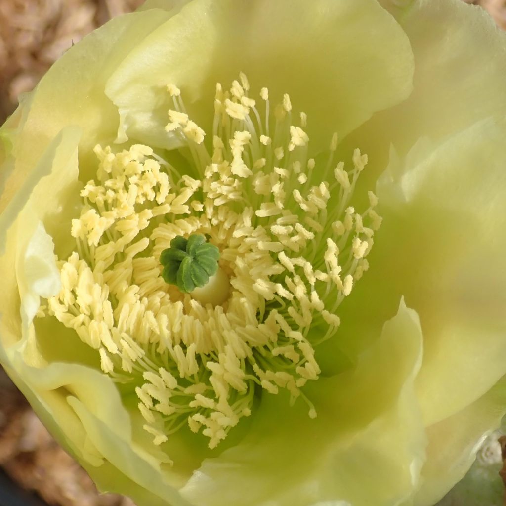 Tähtiopuntia - Opuntia scheeri