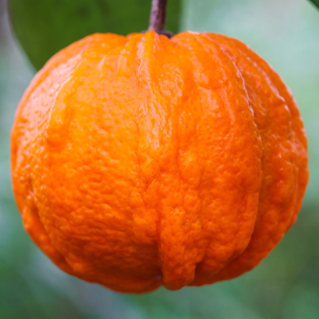 Appelsiini Corrugata