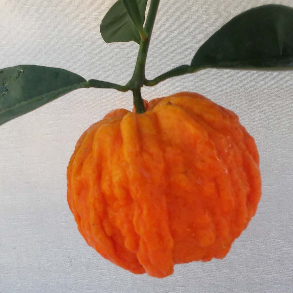 Appelsiini Corrugata