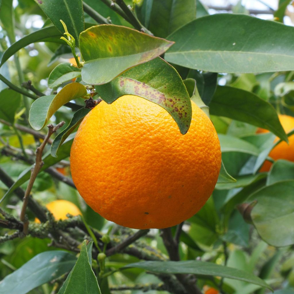 Appelsiini - Citrus sinensis
