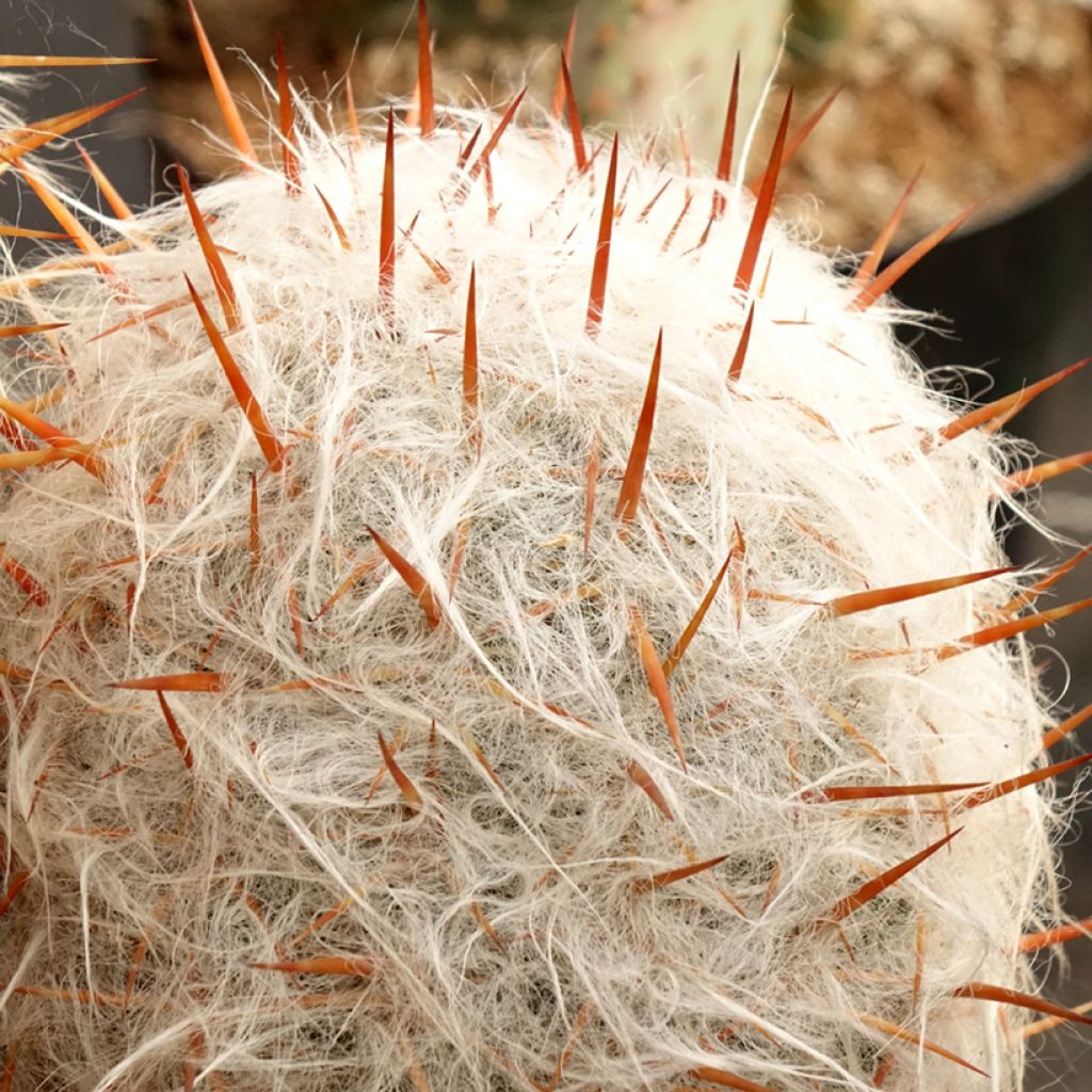 Oreocereus trollii