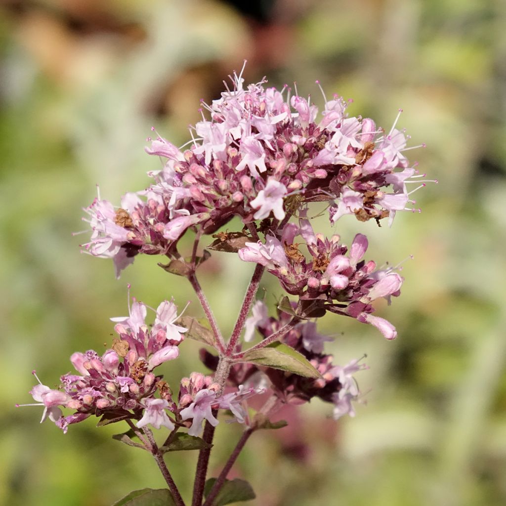Mäkimeirami luomu taimena - Origanum vulgare