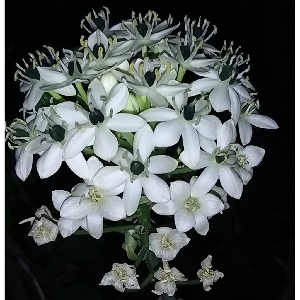 Kapintähdikki - Ornithogalum saundersiae