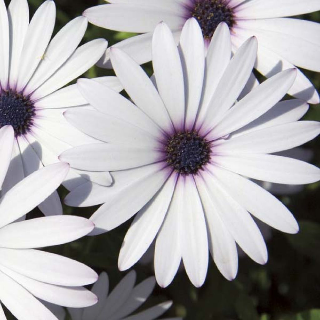 Tähtisilmä Cape Daisy White