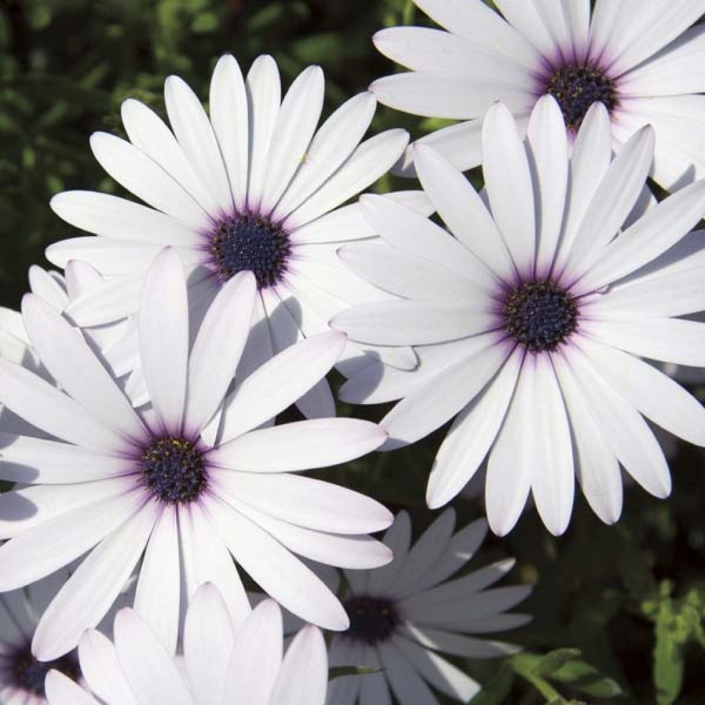 Tähtisilmä Cape Daisy White