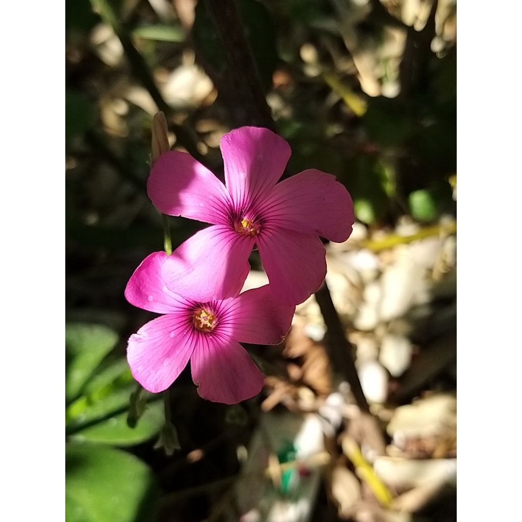 Käenkaali - Oxalis deppei