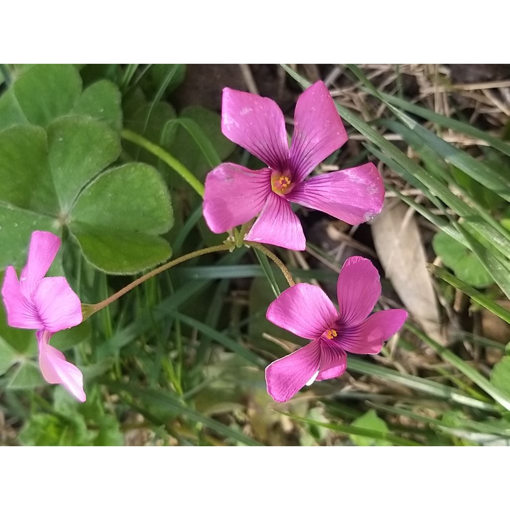 Käenkaali - Oxalis deppei