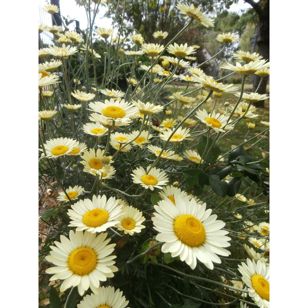 Keltasauramo Wargrave Variety