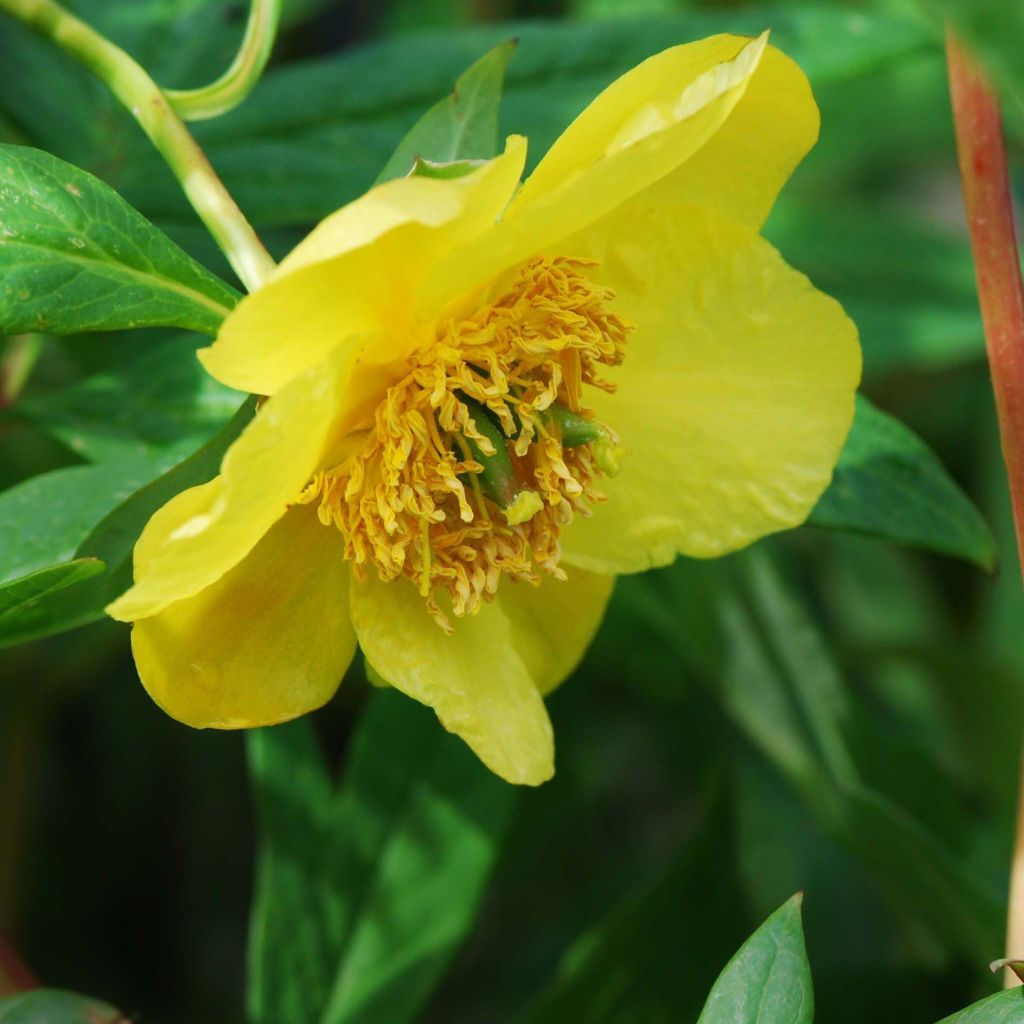 Pensaspioni - Paeonia delavayi var. lutea