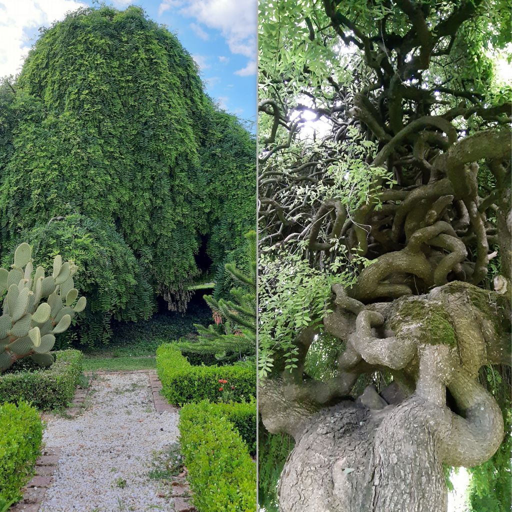 Helmipalo Pendula
