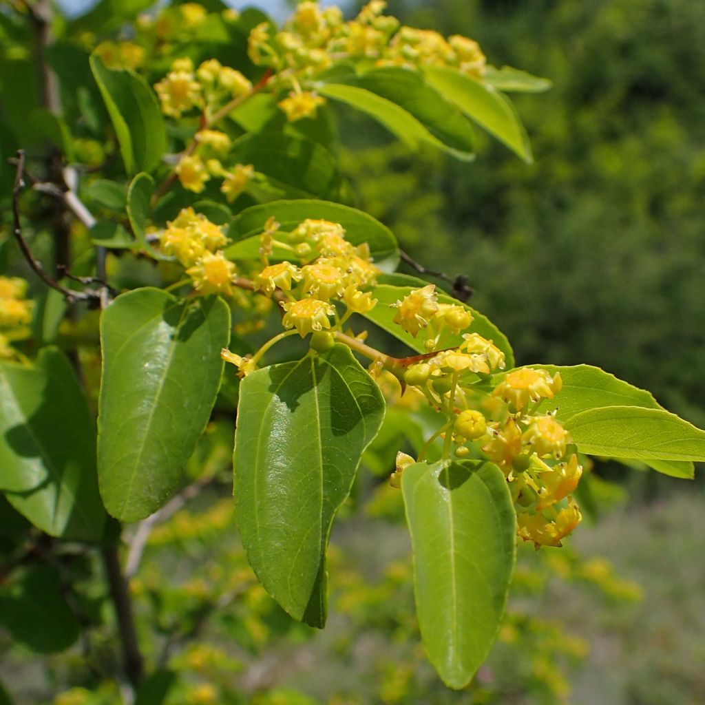 Kärsimyskruunu - Paliurus spina-christi