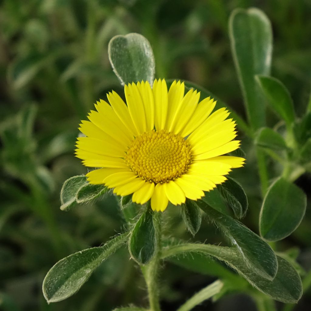 Merikeltatähti Aurelia Gold