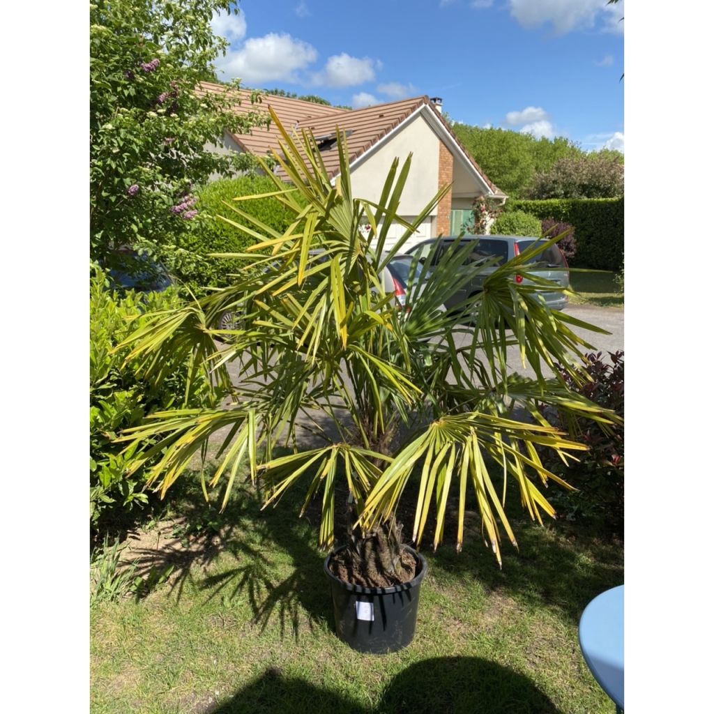 Kuitupalmu - Trachycarpus fortunei