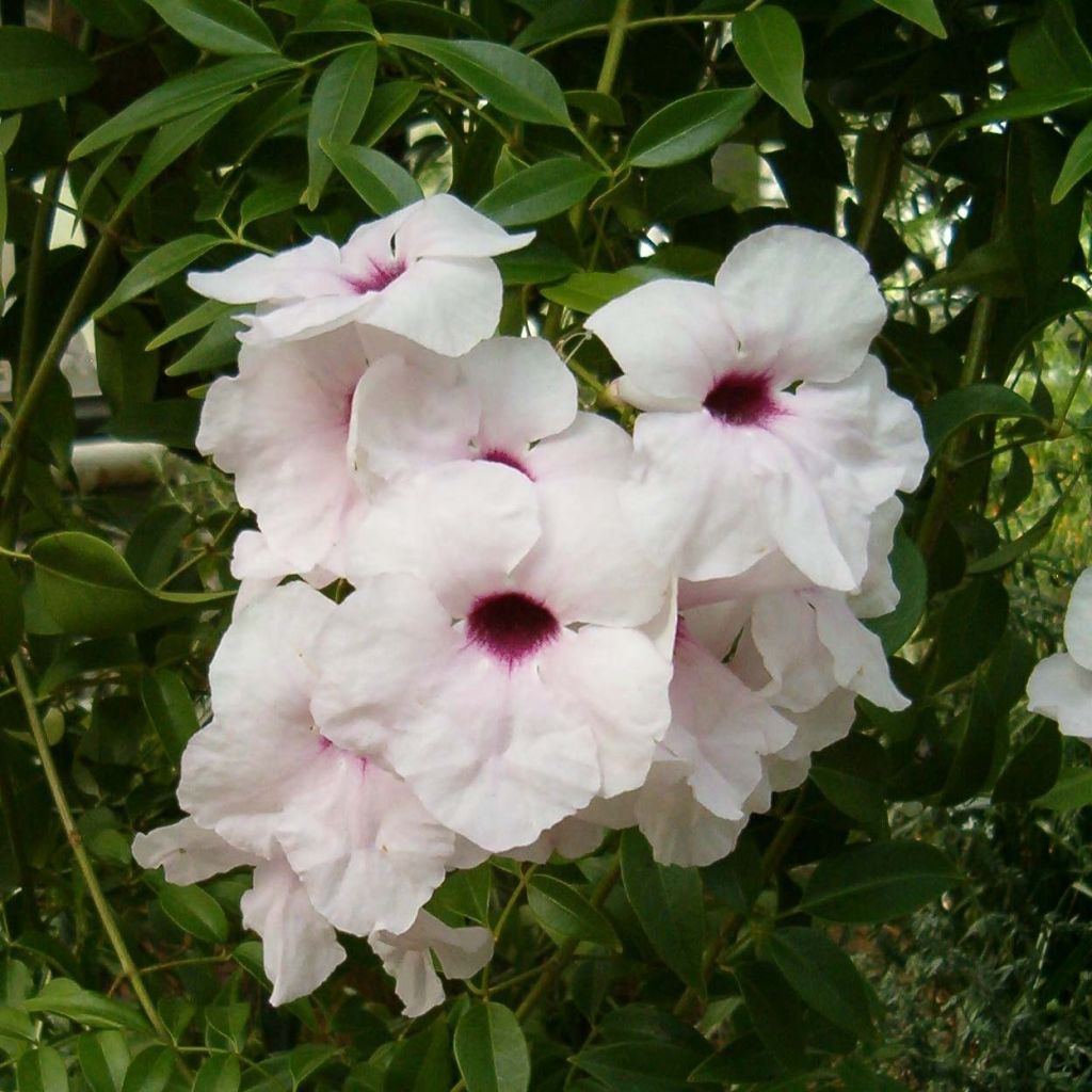 Jasmiinitrumpetti Alba