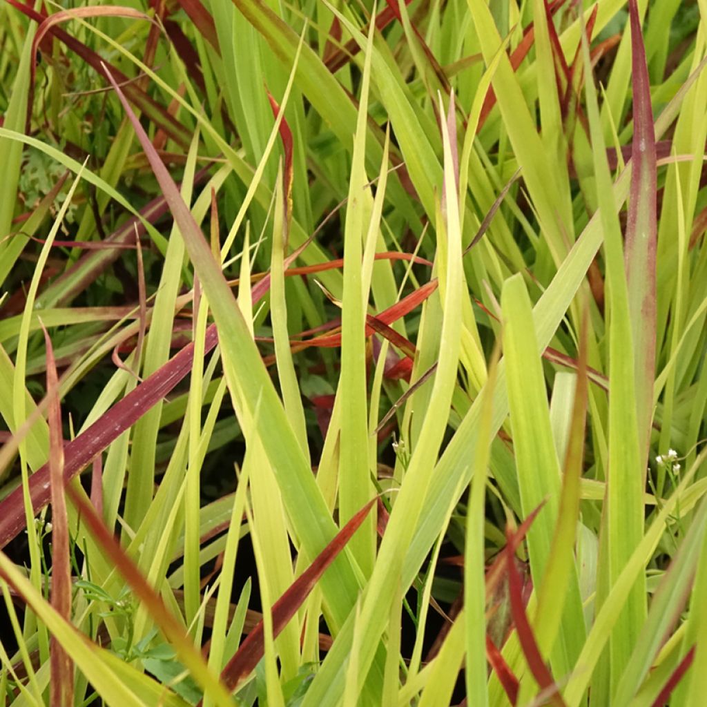Lännenhirssi Oxblood Autumn