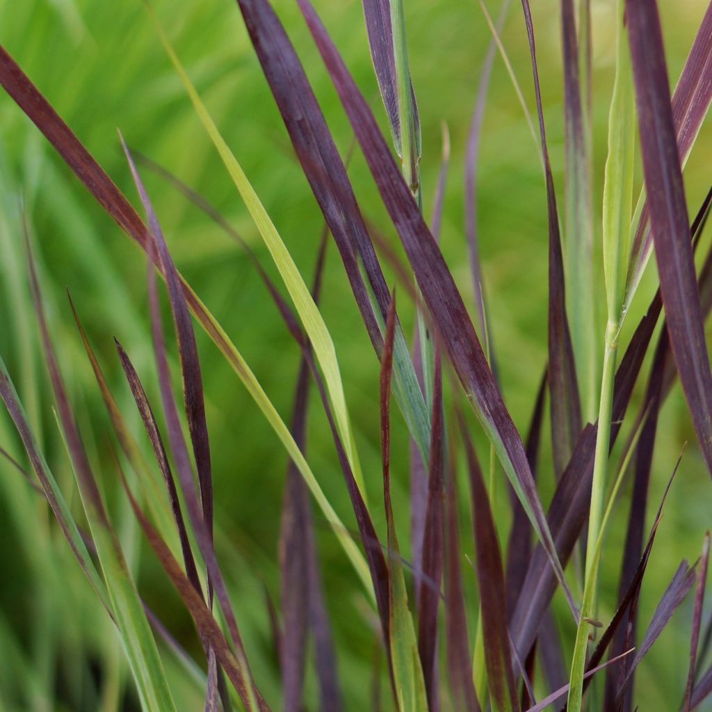 Lännenhirssi Purple Breeze