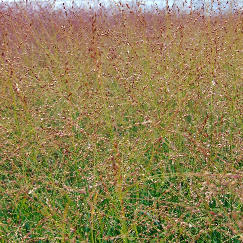 Lännenhirssi Rotstrahlbusch