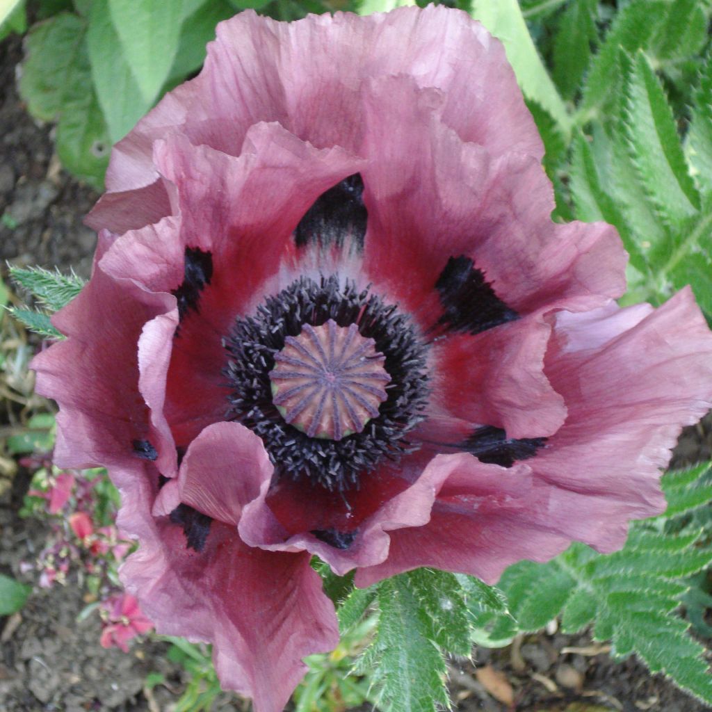 Idänuniko Patty's Plum