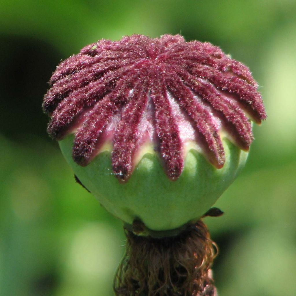 Idänuniko Patty's Plum