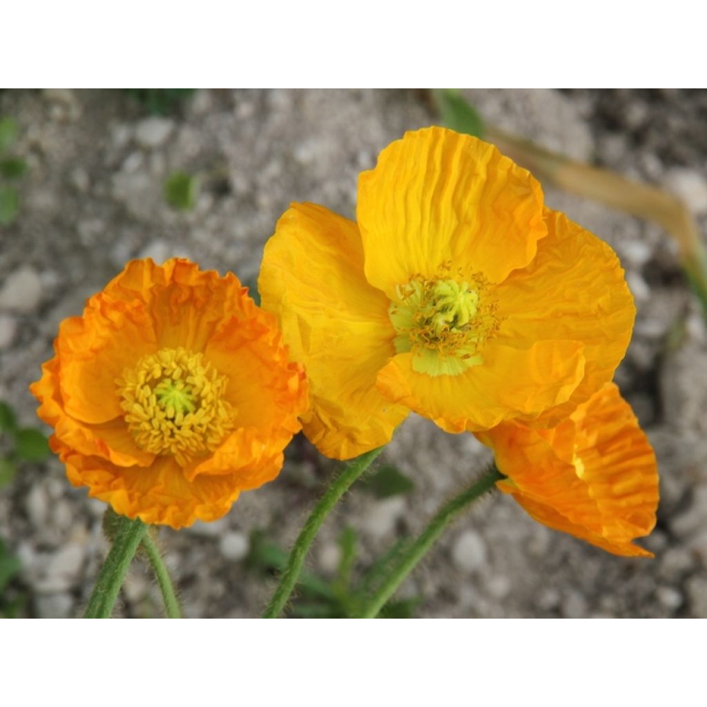 Helounikko Gartenzwerg