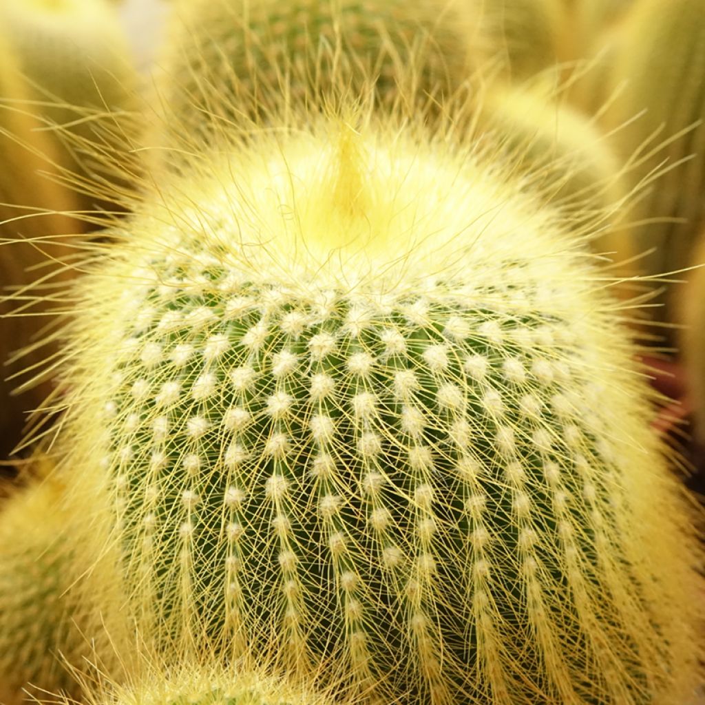 Parodia leninghausii