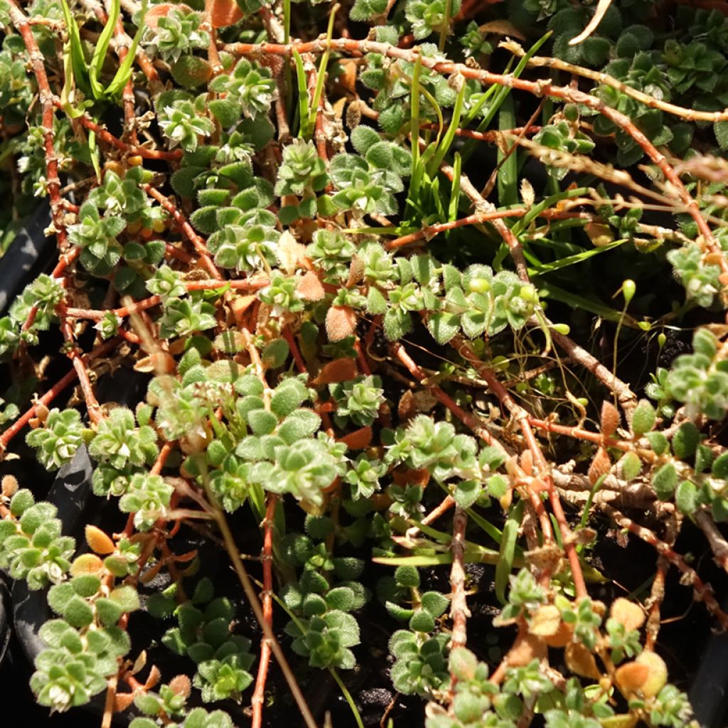 Paronychia kapela subsp. serpyllifolia