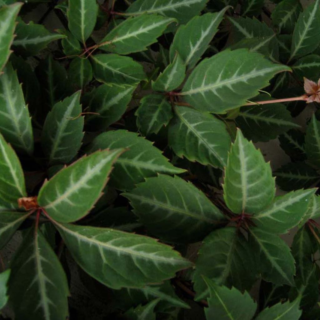 Kiinanvilliviini - Parthenocissus henryana