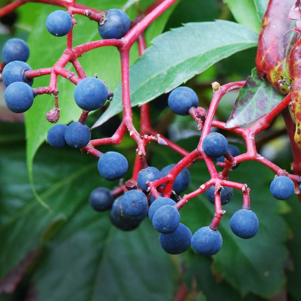 Imukärhivilliviini - Parthenocissus quinquefolia